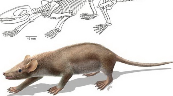 В Испании найден плешивый «еж», живший 125 млн лет назад