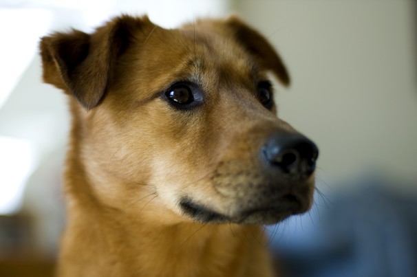 Ученые Первыми приручили собак жители Центральной Азии