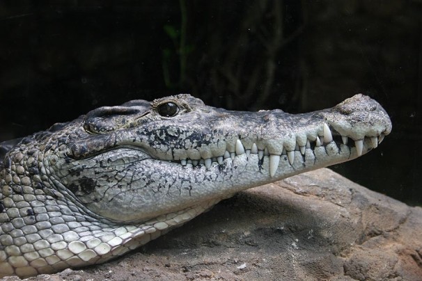Крокодилы могут спать с одним открытым глазом