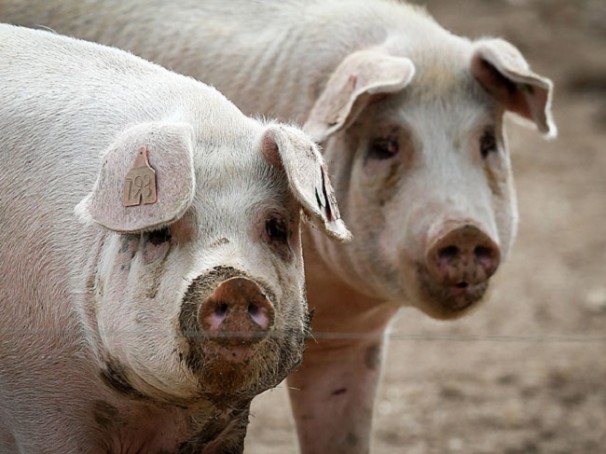 Учёные научились подготавливать органы свиней к пересадке человеку