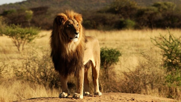 Ученые: Численность львов в ближайшие 20 лет сократится вдвое