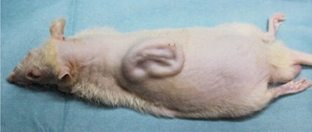 Японские ученые вырастили человеческое ухо на спине крысы
