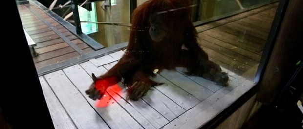 Профессионалы Microsoft обучили орангутангов играть в видеоигры
