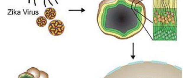 Ученые узнали, как вирус Зика атакует мозг