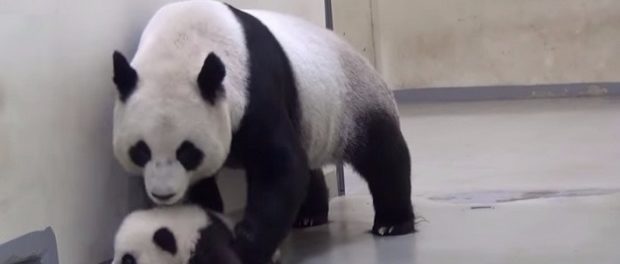 В КНР в первый раз в новом году родилась панда