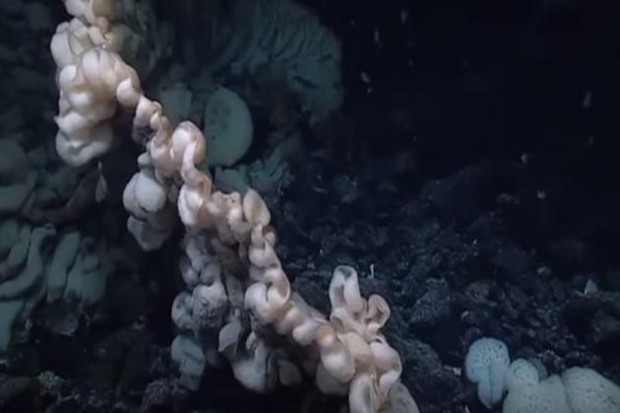На дне Тихого океана отыскали крупнейшую в мире губку