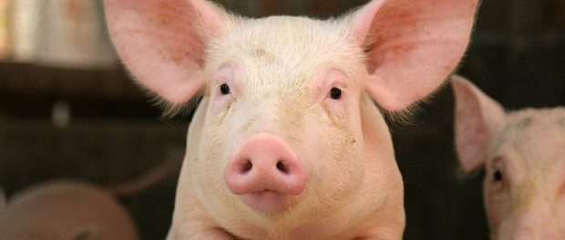 Американские ученые пытаются вырастить человеческие органы внутри свиней