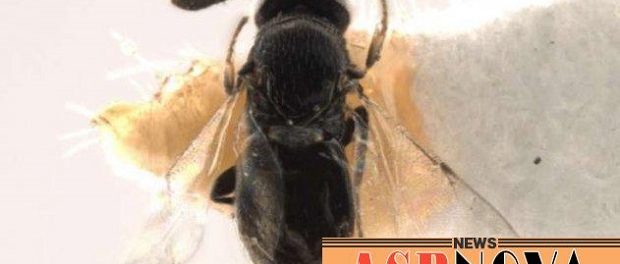 Ученые открыли вид осы, исчезнувший не менее 200 лет назад