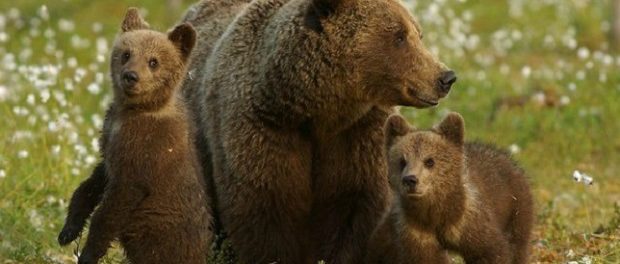 Медведицы используют людей для спасения детёнышей — Живой щит
