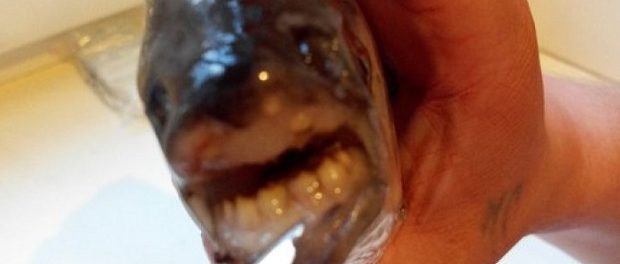 Гражданин Тулы поймал рыбу с похожими на человеческие зубами