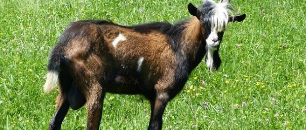 Ученые из Англии обнаружили у коз способность коммуницировать с людьми