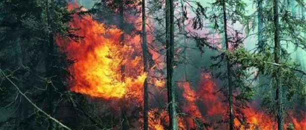 «Для поддержки здоровья»: ученые выяснили, что пожары помогают поддерживать экологию леса