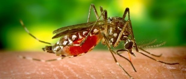 США приняли решение испытать генетически модифицированных комаров