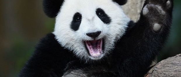 Панды больше не считаются вымирающим видом