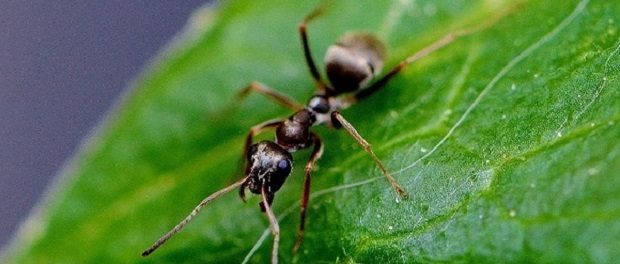 В желудке лягушки отыскали новый вид муравьев с челюстями-щипцами
