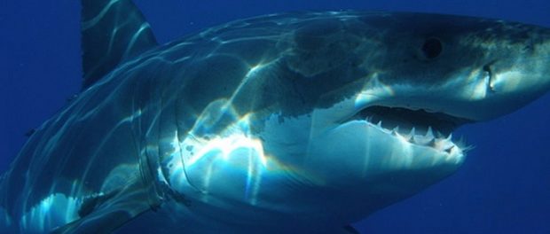 В web-сети интернет появилось видео с огромной акулой у берега Шарм-эш-Шейха