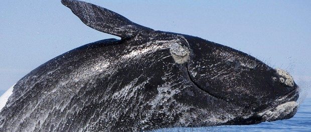 Несколько китов выбросились на берег в Чили