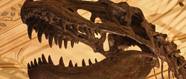 Некоторые динозавры жили стаями — Ученый