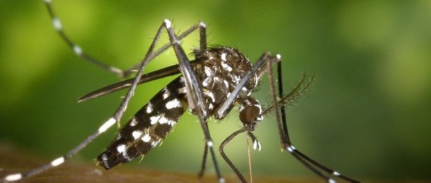 Ученые Бразилии занялись производством комаров для борьбы с вирусом Зика