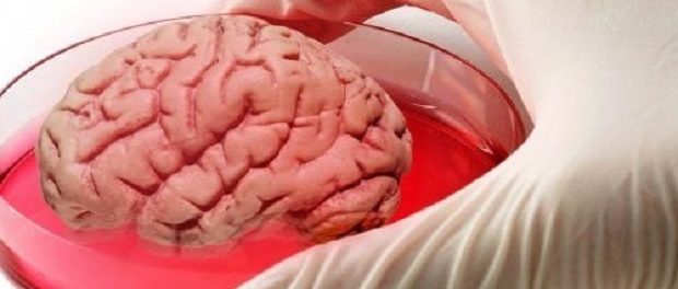 Ученым удалось вырастить человеческий мозг из кожи