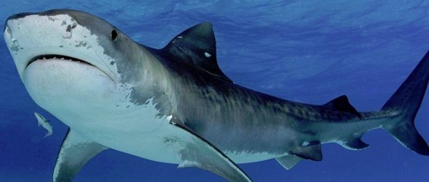 Ученые: Тигровые акулы весьма дружелюбны и нападают по вине людей