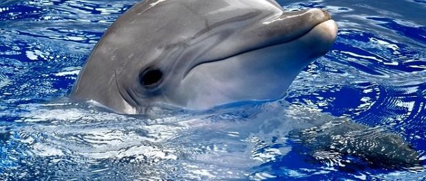 Ученые из Шотландии: Дельфины при общении называют друг дружку по имени
