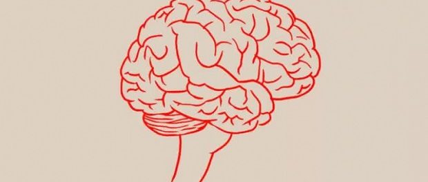 Ученые из Великобритании выращивают искусственный мозг