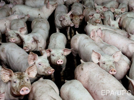 Британские ученые: свиньи бывают пессимистами и оптимистами