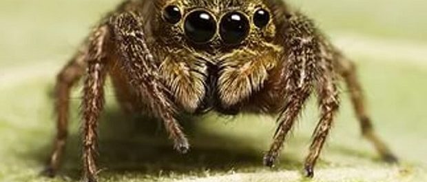 Ученые: у пауков есть слух и они слышат людей на огромных расстояниях