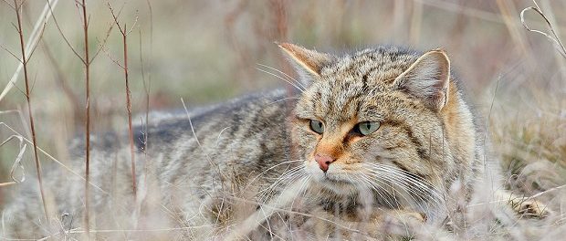 Сибирские ученые вывели гибрид, который спасет лесных котов