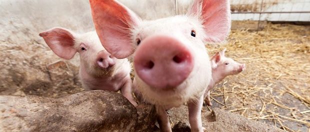 Английские ученые: свиньи бывают пессимистами и оптимистами
