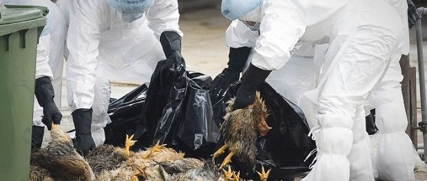Россельхознадзор предупредил об угрозе птичьего гриппа в Российской Федерации
