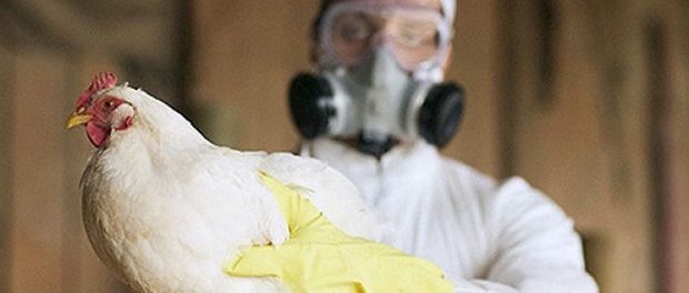 В Корее новая вспышка птичьего гриппа
