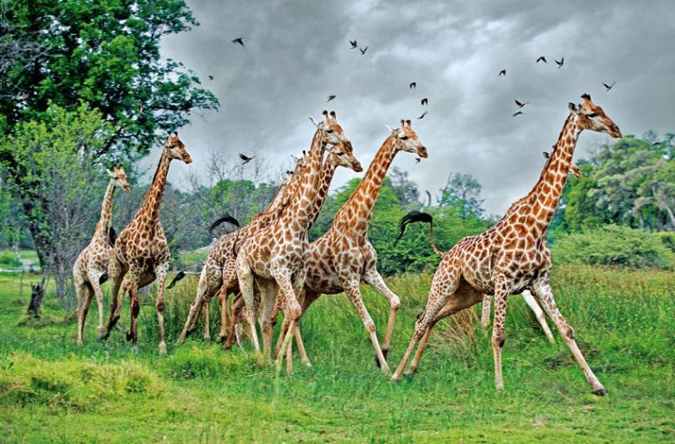 Экологи Жирафы находятся на грани вымирания