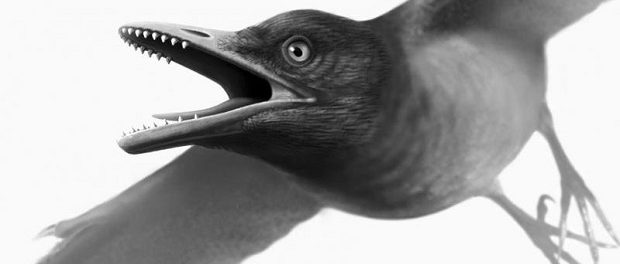В Арктике геологи обнаружили останки неизвестного вида зубастой птицы