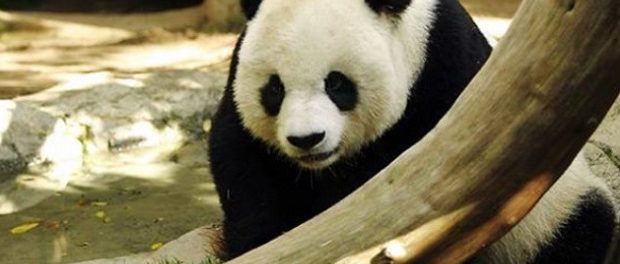 В «Поднебесной» самка панды сломала мужчине обе руки