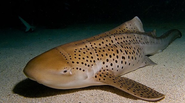 Зебровая акула перешла в неволе на «девственное размножение»