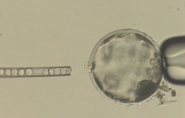 Ученые в первый раз получили эмбрион-гибрид свиньи и человека