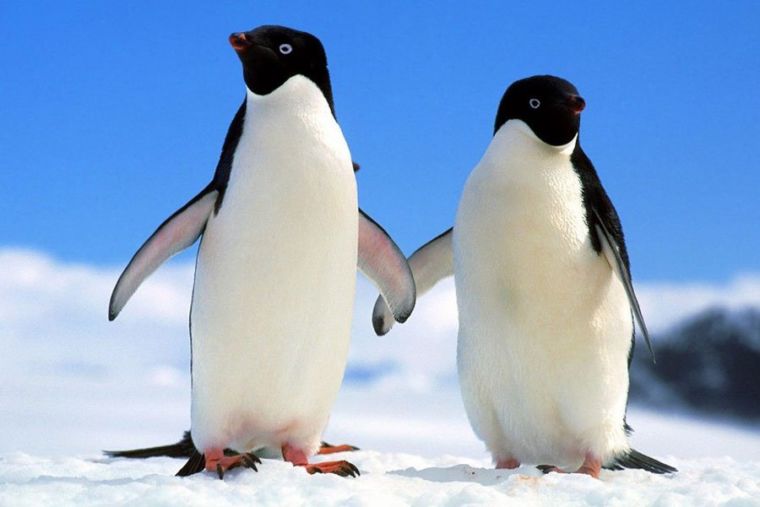 Ученые изучили пингвинов-гигантов которые жили в эпоху динозавров