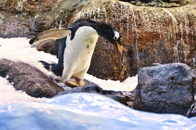 Биологи: Пингвины едят 26 видов морепродуктов