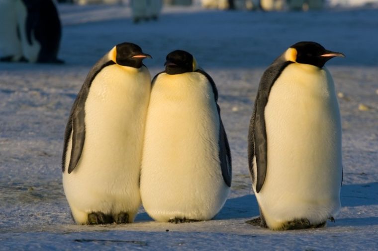 В новейшей Зеландии отыскали останки ископаемого гигантского пингвина