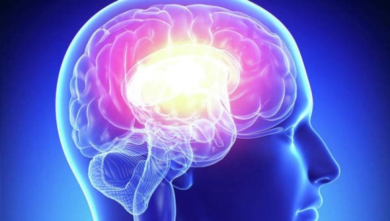 Ученые доказали, что большой мозг не является признаком высочайшего интеллекта
