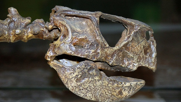 Колумбиец нашел останки водного динозавра, жившего 127 млн. лет назад