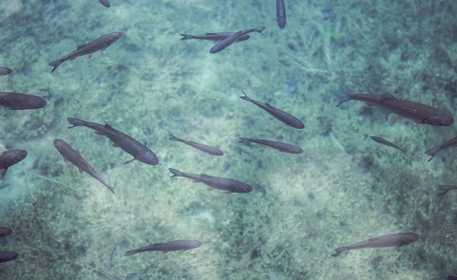 В Мировом океане из-за перелова к 2048 может закончиться вся рыба