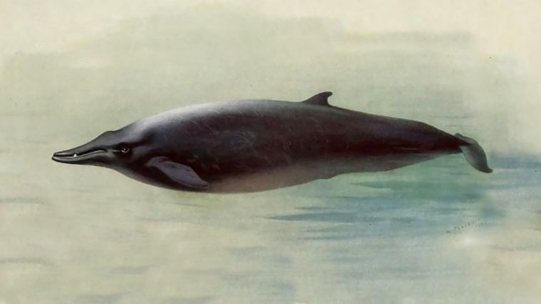 Ученым удалось снять на видео редкого кита