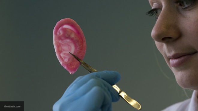 Ученые в первый раз смогли вырастить человеческие уши из яблок