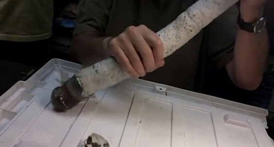 В первый раз за 300 лет найден живой корабельный червь, который питается сероводородом