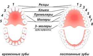 Особенности строения молочных зубов и клыков у человека