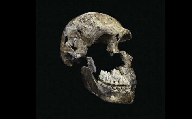В Южной Африке отыскали кладбище уполномоченных вида Homo naledi