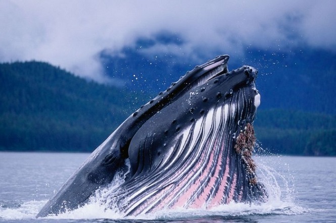 Учёные рассказали, что киты стали гигантами в недалеком прошлом